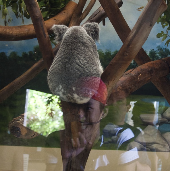 316-4817 San Diego Zoo - Making Faces at a Koala.jpg